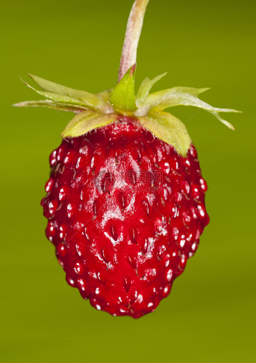 草莓林地植物羊鼻食品营养宏观水果食物木头荒野浆果图片