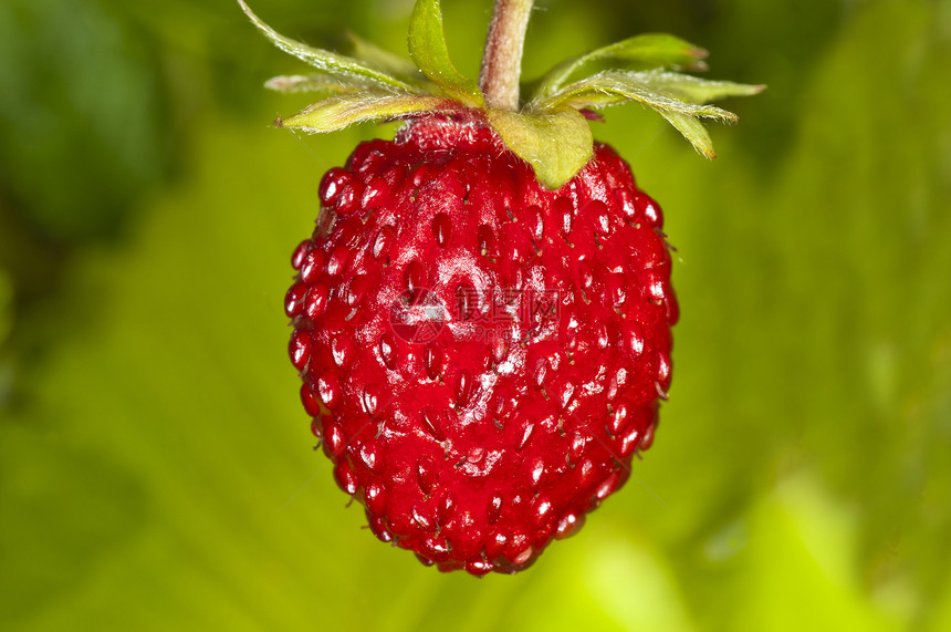 草莓林地浆果宏观水果羊鼻食物植物荒野木头维生素营养图片