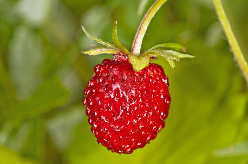 草莓林地营养木头羊鼻荒野宏观植物食品维生素浆果水果图片