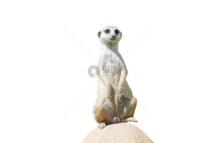 Meerkat 在白沙漠野生生物上被孤立的肖像图片