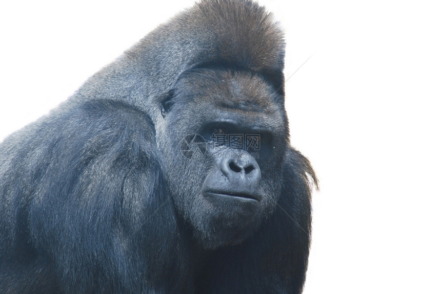 近身的黑毛大猩猩 孤立在白色上银背生活国王动物园男人女性野生动物灵长类男性黑色图片