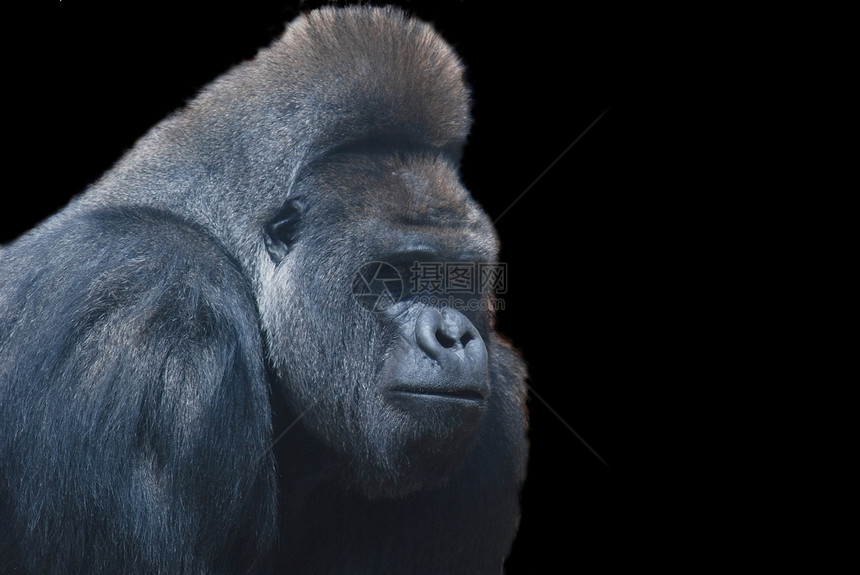 一个黑毛大猩猩的近身 被隔离在黑色上图片