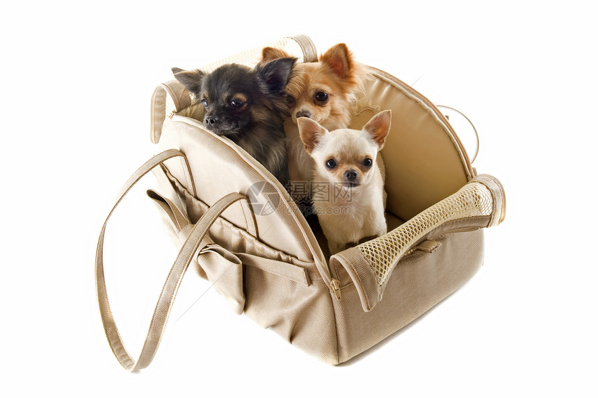 旅行袋和吉华人工作室毛皮旅行棕色小狗运输篮子团体宠物动物图片
