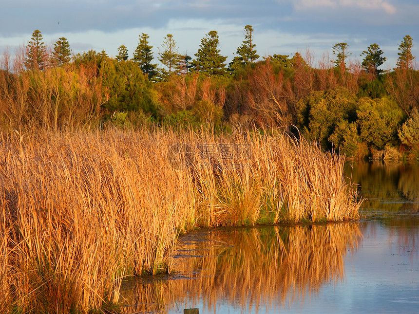 澳大利亚湖植物风景旅行绿地植被池塘蓝色反射荒野天空图片