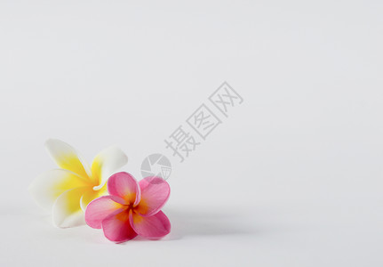 清香优雅鸡蛋花白的两朵花背景