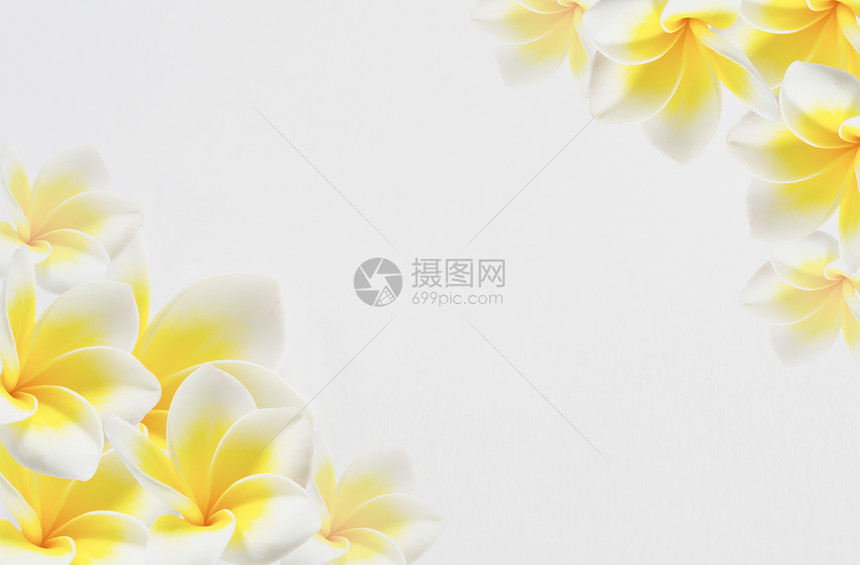 花背景香味植物墙纸白色边界鸡蛋花热带订婚粉色图片