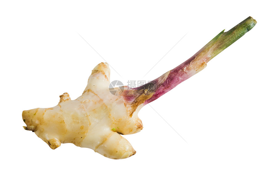 姜草本食物植物白色文化香料蔬菜药品草本植物图片