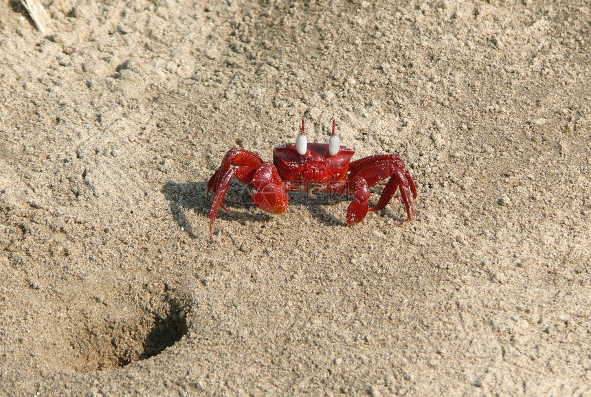 离家附近的红蟹图片