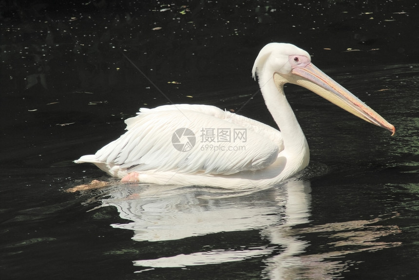 近距离的白 尖峰的西雅图人动物群波峰反射白色水鸟渔夫动物翅膀眼睛野生动物图片