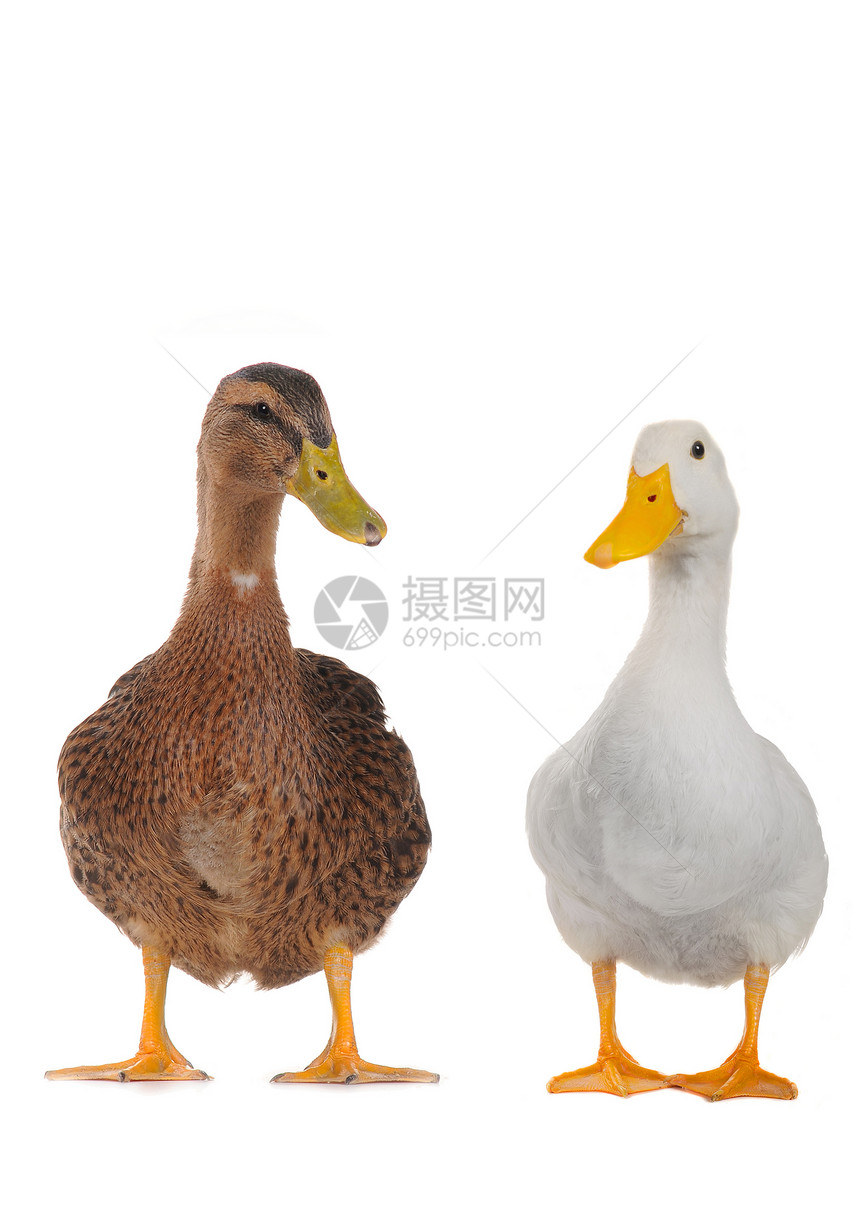 鸭子女性水禽荒野男性白色野生动物宠物动物图片