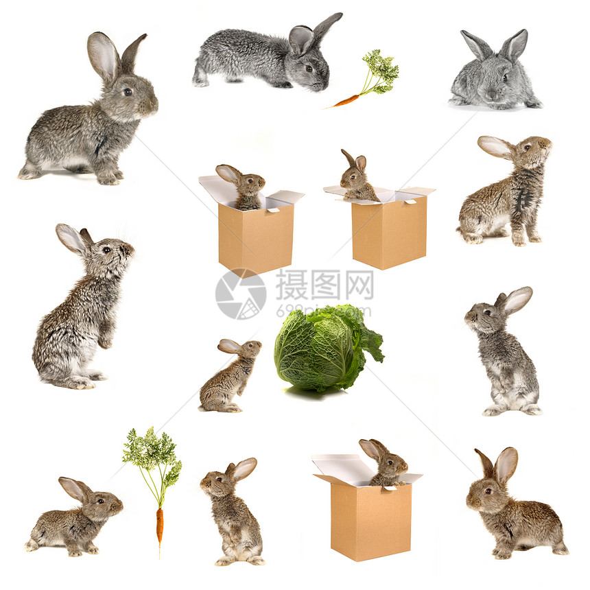 灰色兔子配种动物荒野野生动物家畜宠物乐趣兄弟白色生物图片