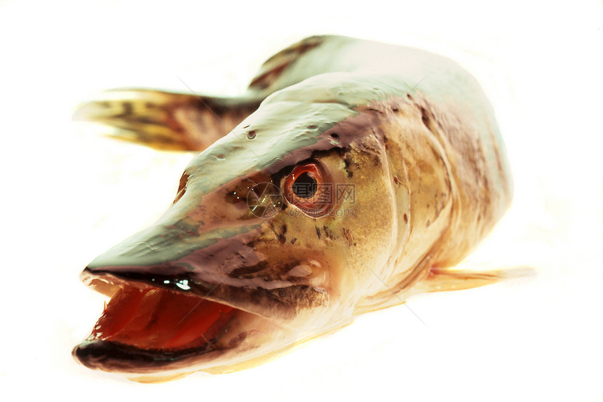 皮克游泳捕食者淡水烹饪牙齿眼睛午餐宏观重量食物图片