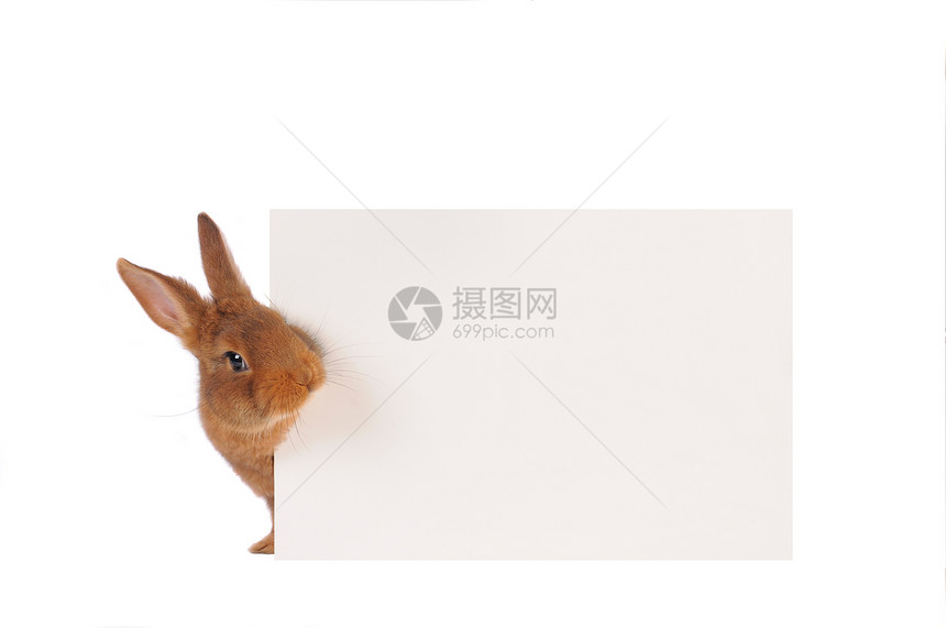 兔子兔菜单白色野兔毛皮动物胡须耳朵棕色宠物乐趣图片