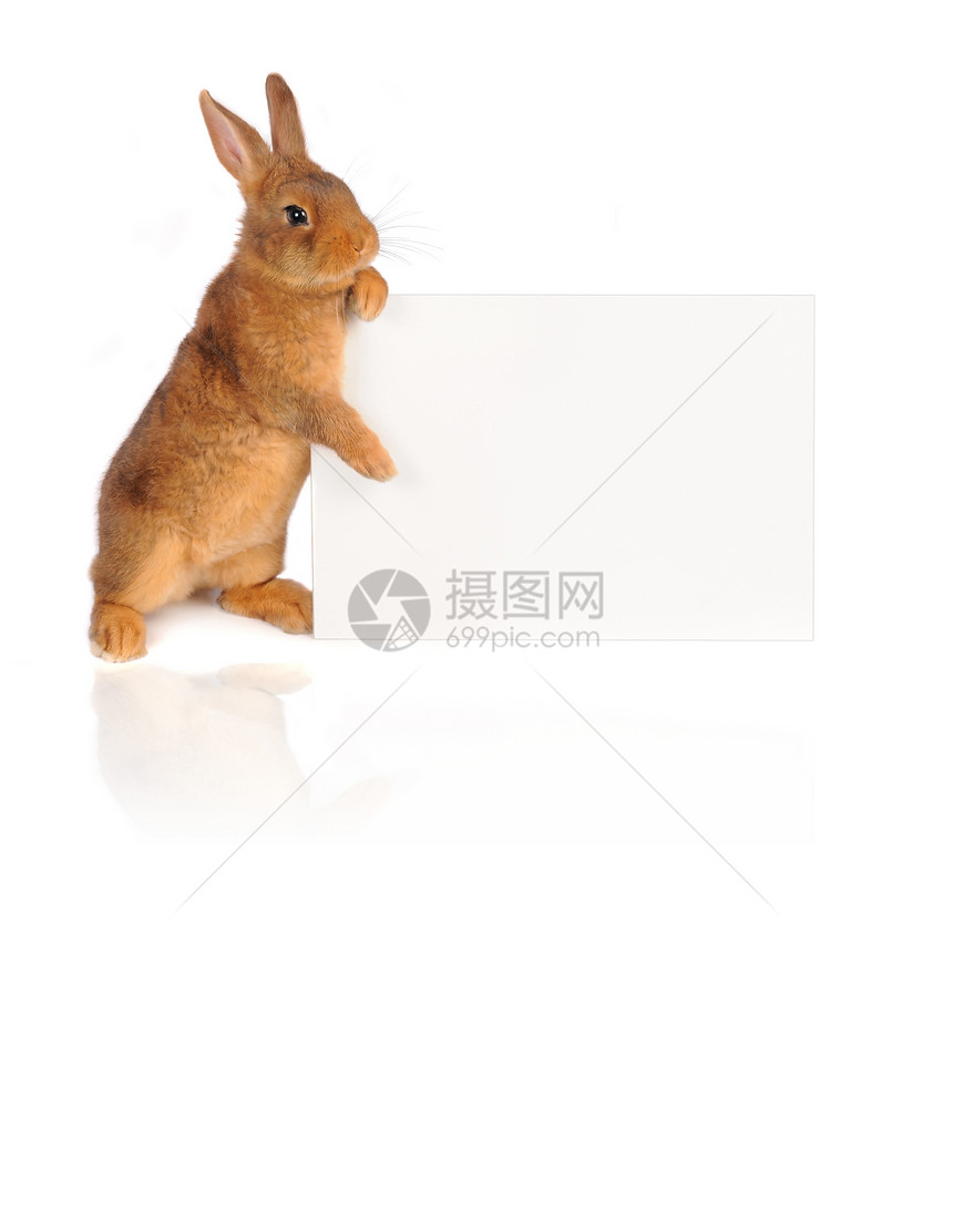 兔子兔耳朵胡须野兔毛皮白色棕色动物宠物菜单乐趣图片