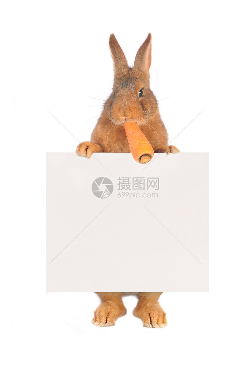 兔子兔乐趣宠物棕色野兔胡须菜单食物公告毛皮动物图片