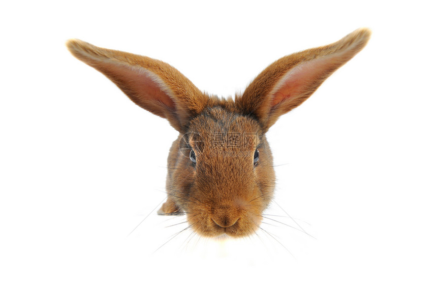 棕兔毛皮宠物闲事兔子耳朵动物白色棕色工作室图片
