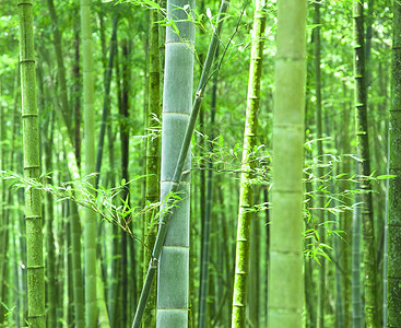 绿竹林微风绿色竹子叶子植物热带树林花园背光背景图片