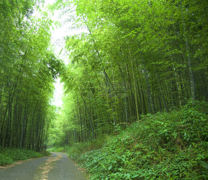 道路和绿色竹林图片