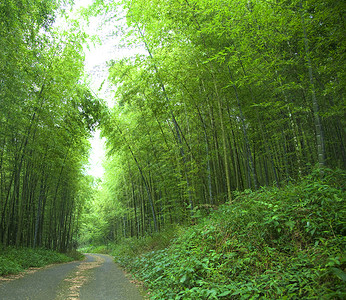 道路和绿色竹林背景图片