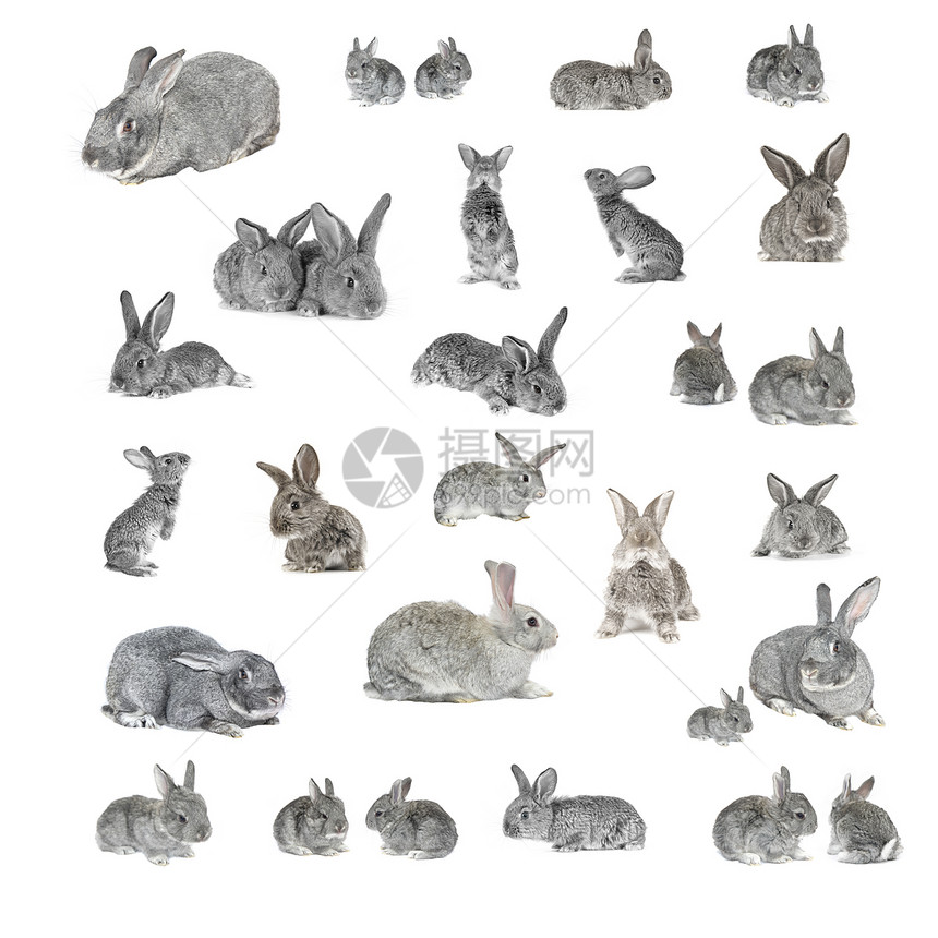 灰色兔子生物农业动物白色农场荒野哺乳动物野生动物兄弟家畜图片