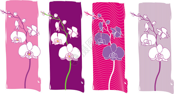 白色兰花兰花植物学粉色花朵温泉紫色热带植物群白色卡片植物插画