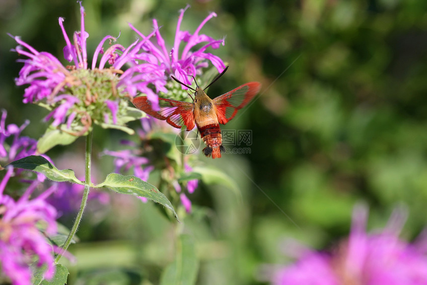 蜂鸟 清除黄蜂宏观人面昆虫花粉翅膀狮身花园野生动物荒野植物图片