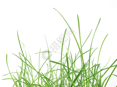 绿草草甸植物绿色白色宏观公园背景图片
