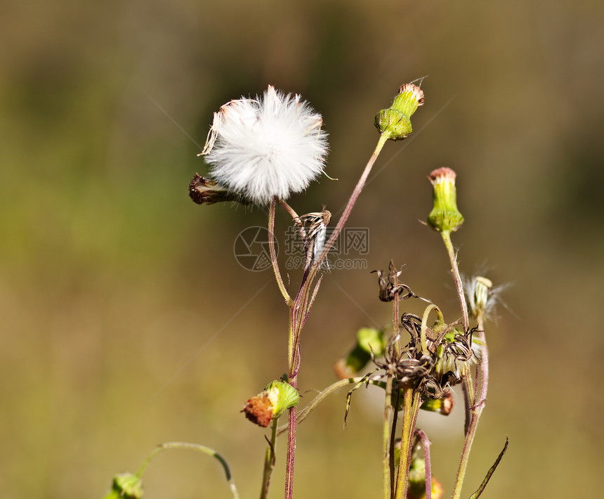 Sonchus 花朵和种子头图片