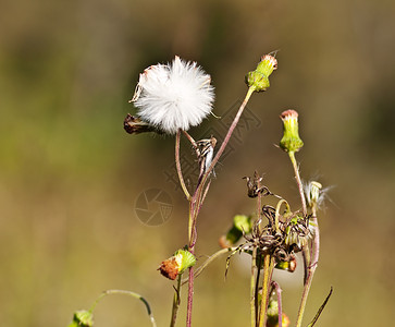 Sonchus 花朵和种子头背景图片