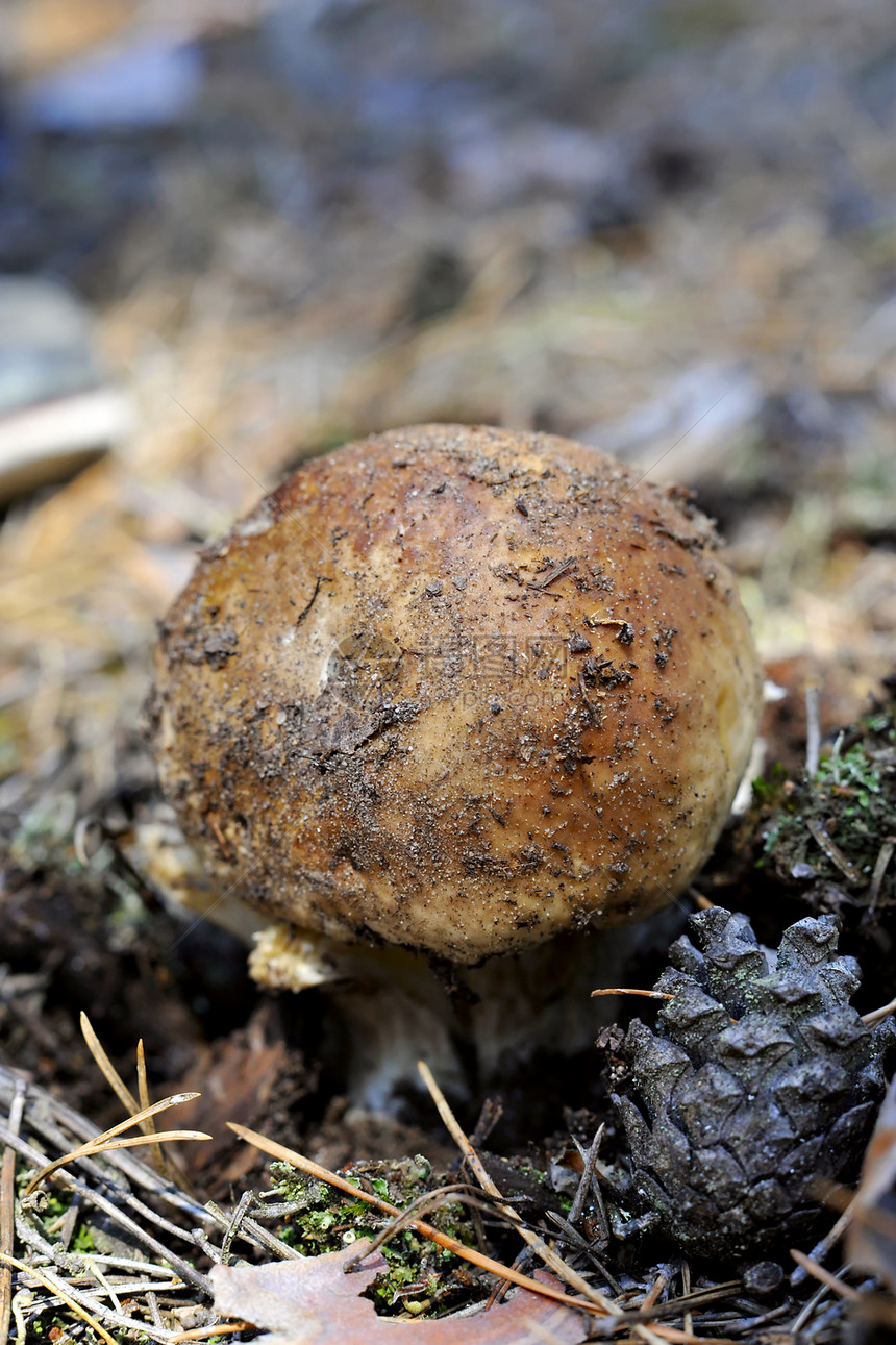 白蘑菇(夏林中)图片