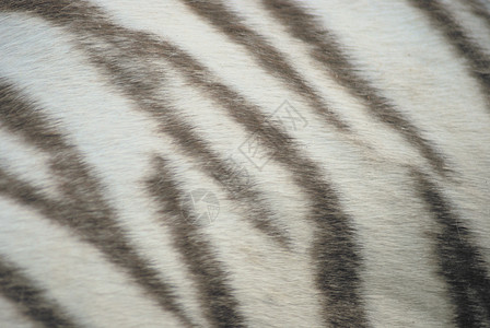 白老虎皮肤紧闭 自然纹理毛皮黑色老虎动物材料动物群隐藏背景图片