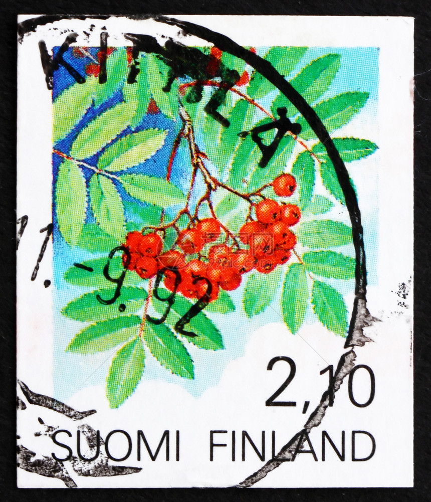 芬兰 1991 欧洲罗旺果Rowan水果爱好邮政植物群花梨木古董灌木收藏邮资宏观邮票图片
