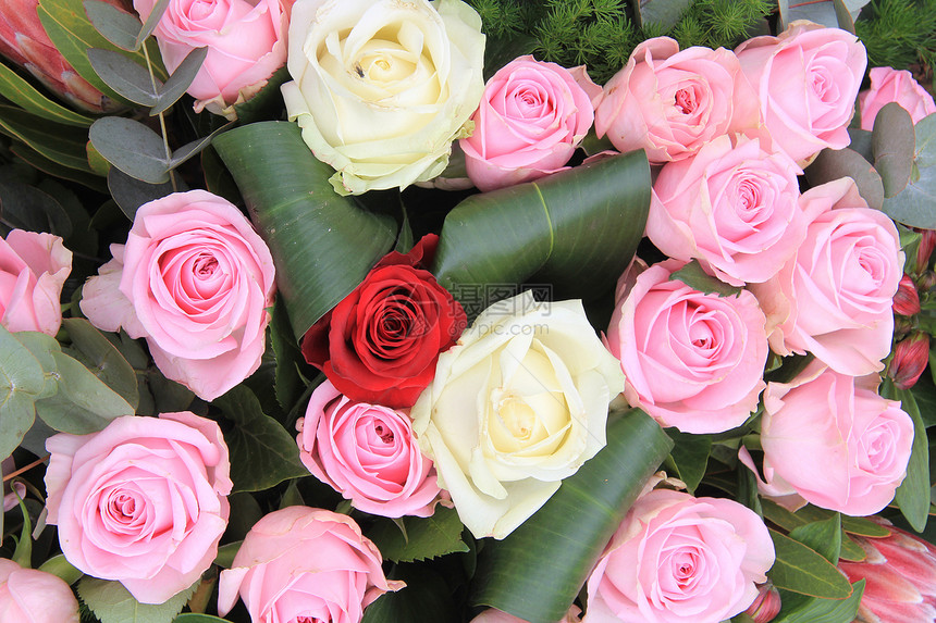 红色 白色和粉红玫瑰玫瑰花瓣绿色粉色花店花束植物学植物花朵植物群图片