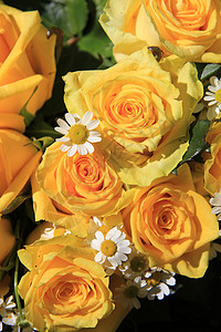 玫瑰宫阳光下的黄玫瑰和母宫玫瑰花瓣花店绿色太阳母菊植物花朵植物学植物群背景