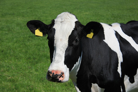牛的肖像耳朵牧场农场场地收成黑色动物农村农业奶制品高清图片