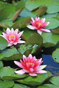 漂浮水柱树叶花园百合季节性季节太阳池塘睡莲花瓣阳光背景图片