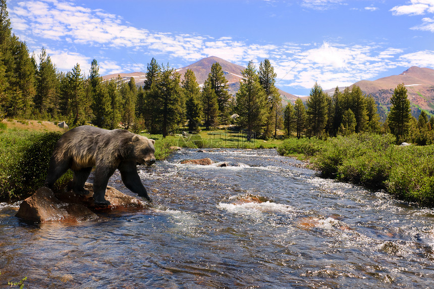 无标题溪流动物荒野风景栖息地山脉哺乳动物棕色高地野生动物图片