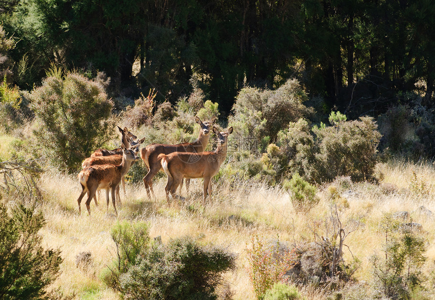 凯科拉红色荒野男性哺乳农村日出森林哺乳动物动物马鹿图片