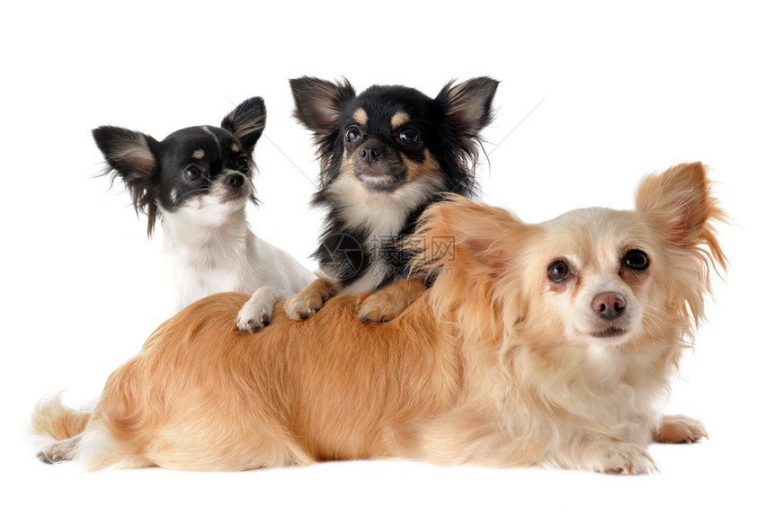 3个吉娃娃动物犬类宠物黑色工作室母亲白色棕色女性伴侣图片