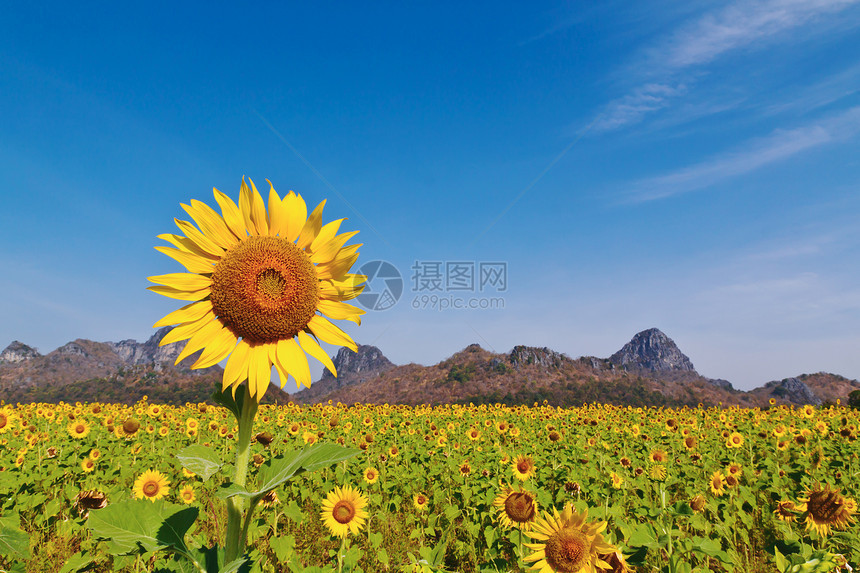 向日向外字段向日葵种子花瓣圆圈植物学太阳阳光场地生活叶子图片