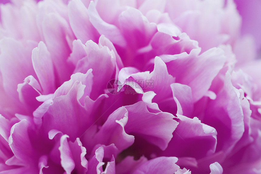 夏花的温柔紫花瓣图片