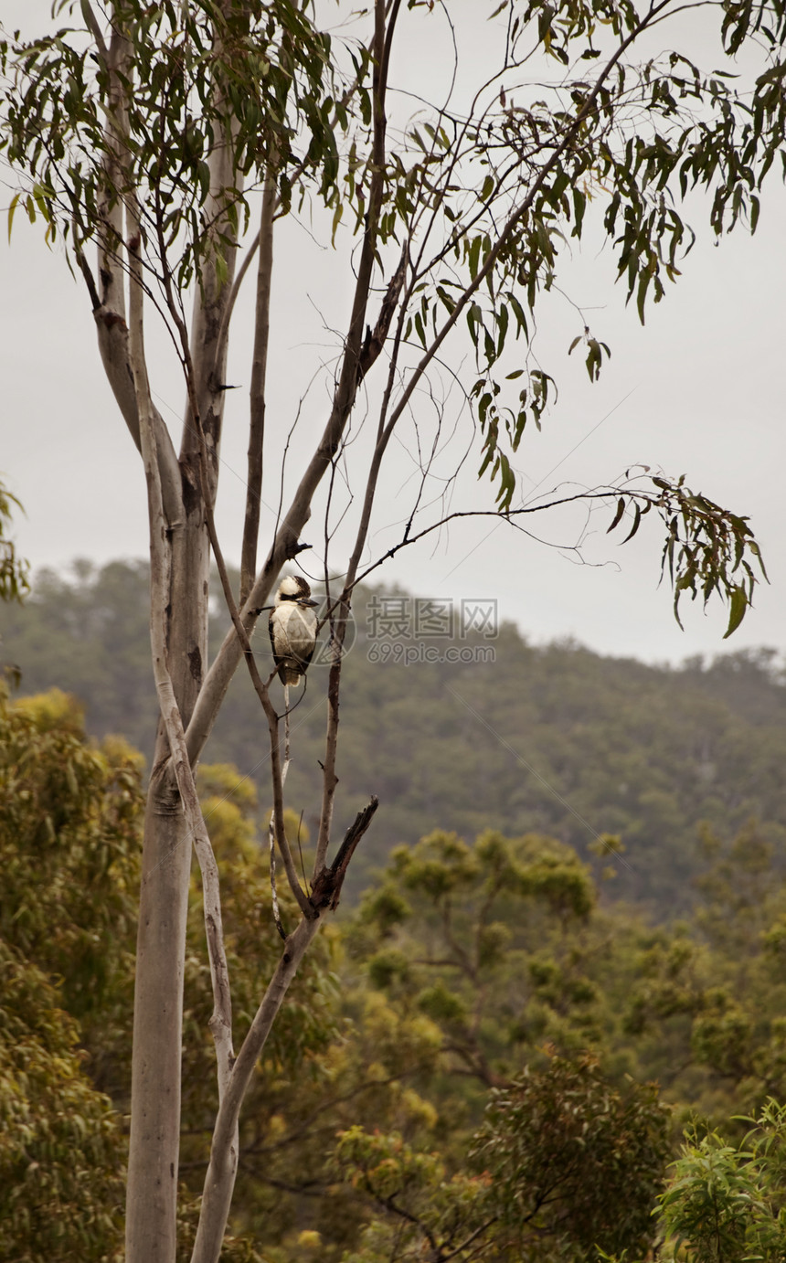 澳大利亚灌木场景与Kookaburra图片