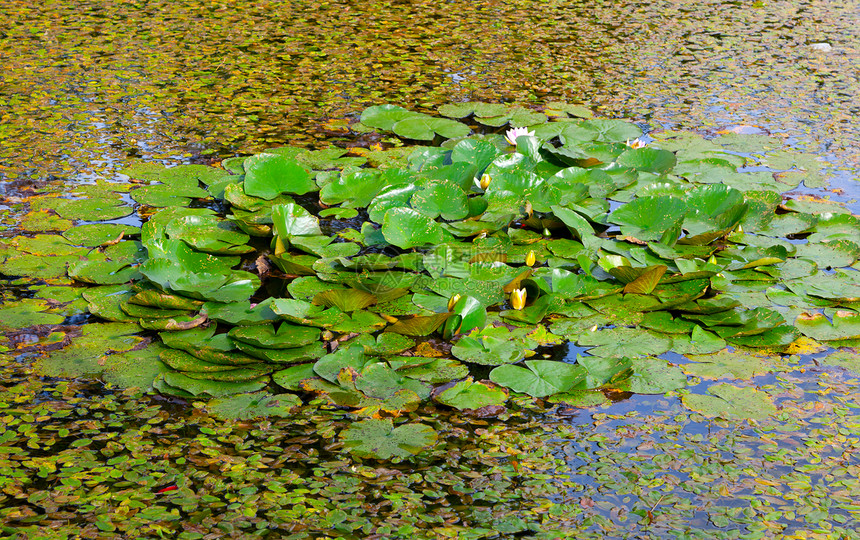 带莲花的湖泊池塘花瓣热带荒野花园植物学绿色树叶植物群反思水池图片