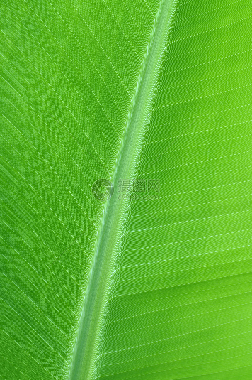 香蕉叶香蕉平行线线条叶片静脉绿色植物宏观植物学图片