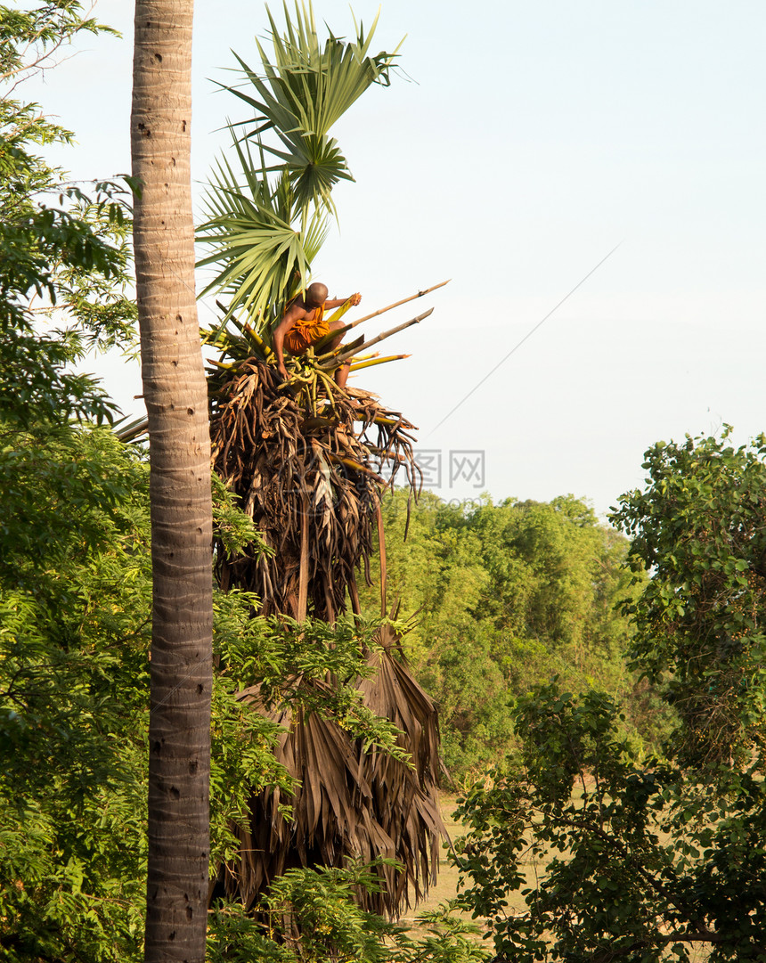 和尚攀爬棕榈树图片
