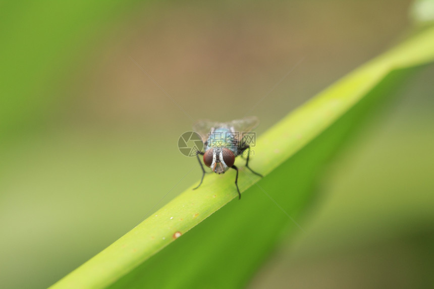 飞苍蝇翅膀宏观害虫毛发生物学野生动物绿色动物叶子图片
