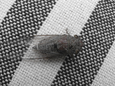 Cicada 胶状动物生物学新生活翅膀背景图片