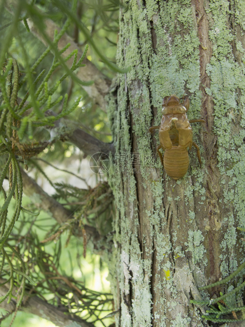 清空 cicada 贝壳学家天线生物学动物学动物昆虫绿色蜕皮野生动物刺槐图片