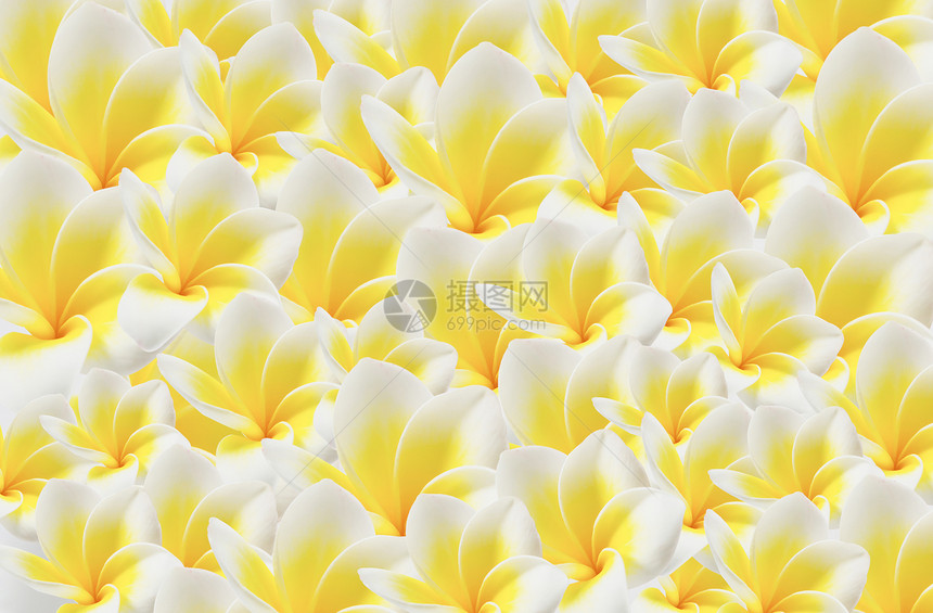 花背景墙纸粉色鸡蛋花热带植物订婚香味白色图片