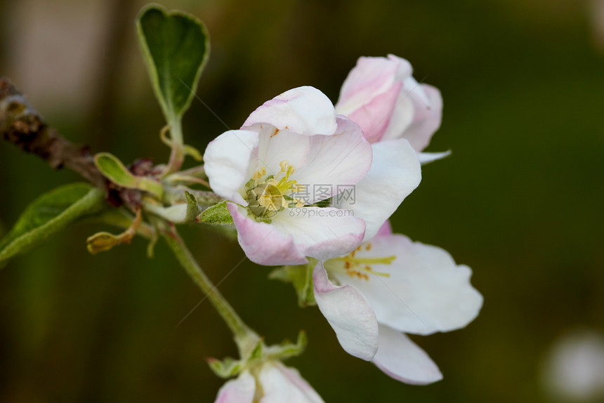 花苹果树花园园艺植物群叶子植被生长宏观花瓣水果果园图片